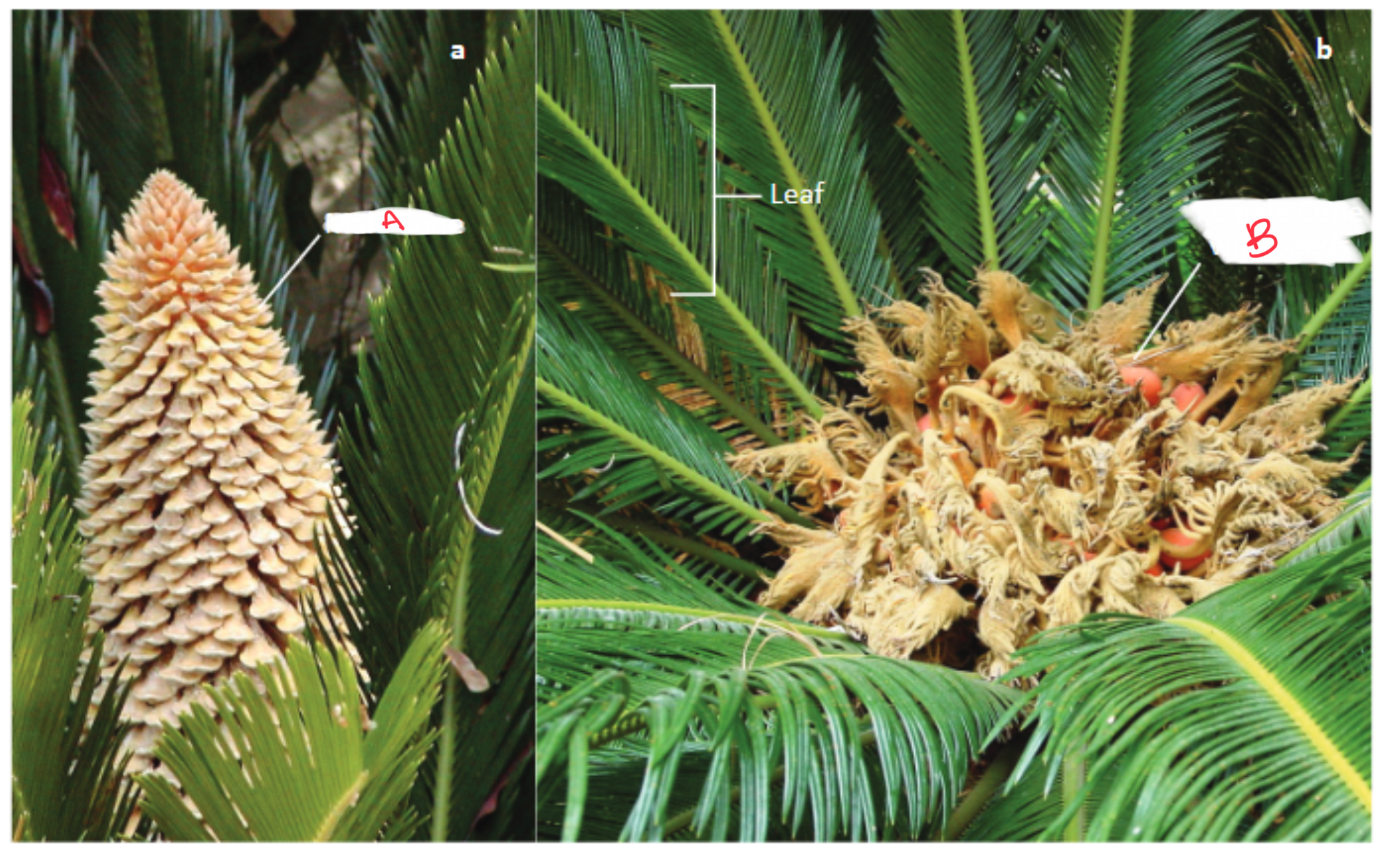 <p>Identify the organism and the structures indicated</p>