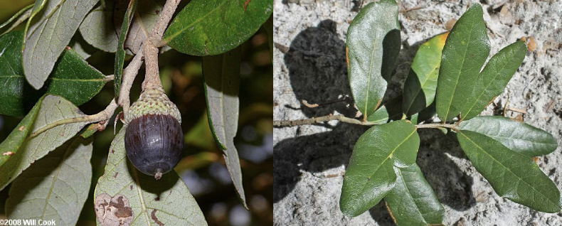 <p>Family<br>Genus<br>Species<br>Common Name</p>