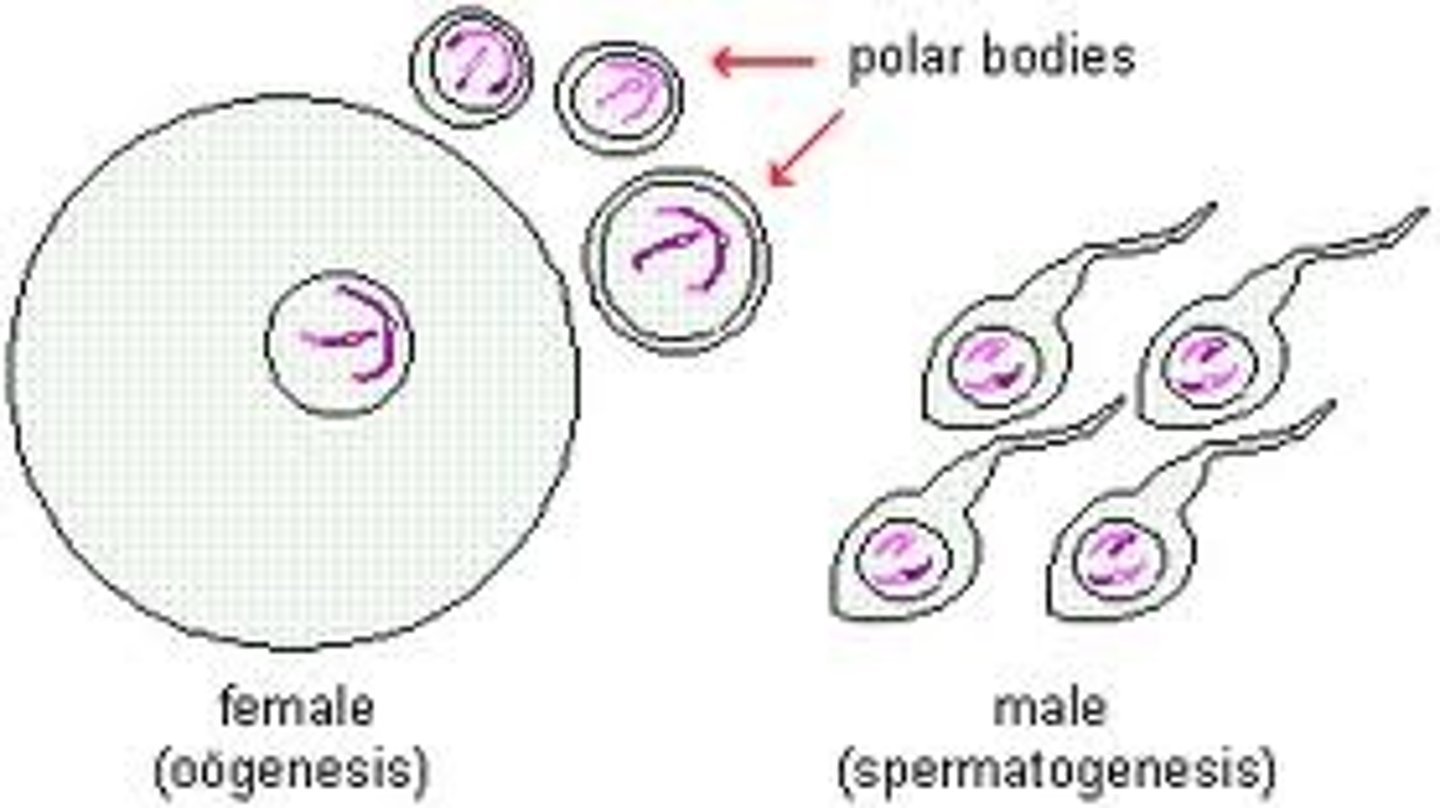 <p>The result of meiosis is 4 gametes, or sex cells, that each contain half of the genetic information in the parent organism.</p>