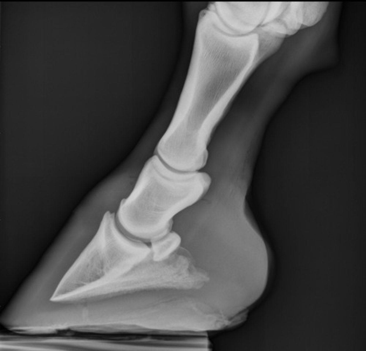 <p>What is the name of this view of a front limb?</p><p>A. lateromedial</p><p>B. mediolateral</p><p>C. dorsopalmar</p><p>D. dorsomedial-palmarolateral oblique</p>