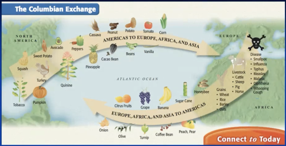 <ul><li><p>the columbian exchange</p><ul><li><p>Fauna and Flora</p></li><li><p>diseases (smallpox and influenza)</p><ul><li><p>Hispaniola: 3-4 M = 1500: 15000 ppl, 1570: 0 ppl</p></li><li><p>America: 1600: 1/10 of ppl in 1500</p></li></ul></li></ul></li><li><p>almost empty continent =&gt; new immigration waves</p><ul><li><p>white settlers</p><ul><li><p>240.000 Spaniards in 16th and 500.000 in 17th c</p></li></ul></li><li><p>the transatlantic slave trade (mostly by Portugal) = deportation of 11M African slaves</p></li><li><p>ethnic mixes: mestizos (EU + local populations), mulattos (EU + Africans) and zambos (Americans + Africans)</p></li></ul></li></ul>