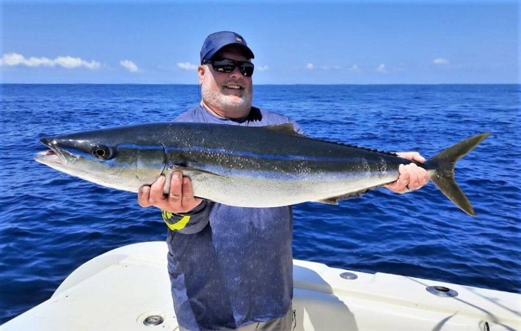<p>two blue stripes that are full length of body</p><p>greenish to yellow stripe from snout to caudal fin</p><p>dark blue or light blue with drak green dorsally to white ventrally</p><p>small mouth</p><p>dorsal  and anal finlets</p>