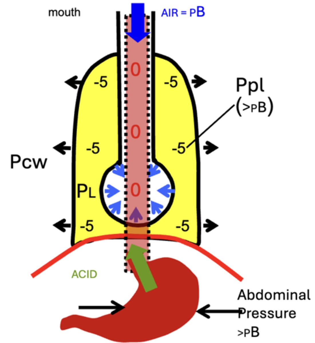<p>negative (>PB) intrapleural pressure (Ppl) pressure created by the opposing passive elastic recoil forces of the lungs and chest wall</p><p>= a constant pressure gradient favoring the entry of Air and Acid gastric contents into the esophagus</p><p>- Abdominal Pressure > PB</p>