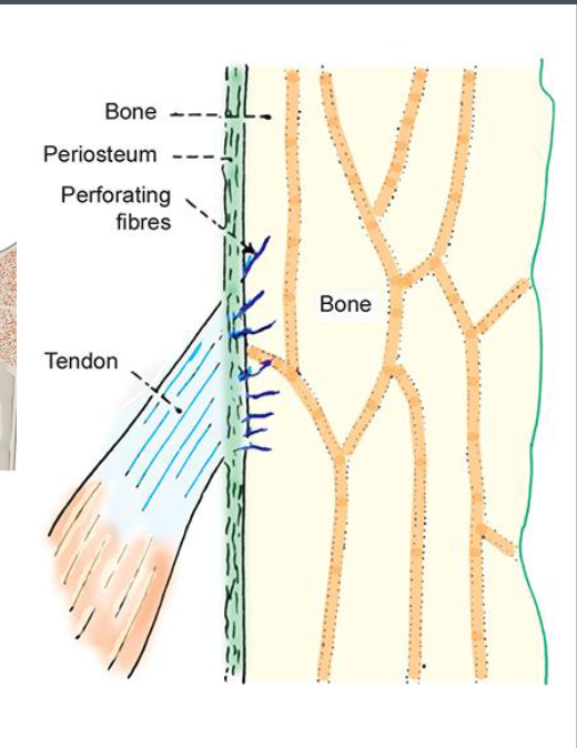 <p>Periosteum</p>