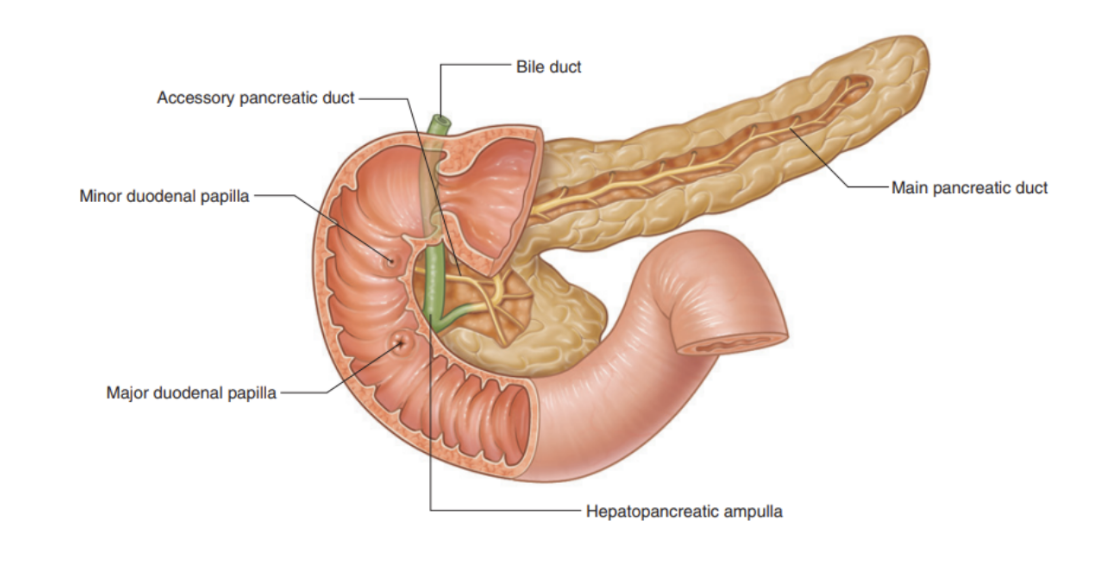 <ul><li><p>Begins in tail of pancreas — passes right through body, &amp; after entering head, turns inferiorly, where in the lower head it joins the bile duct</p></li><li><p>These 2 structures joining forms the hepatopancreatic ampulla (ampulla of Vater), entering the descending (second) part of the duodenum at the major duodenum papilla </p><ul><li><p>Surrounding ampulla is sphincter of ampulla (sphincter of Oddi) — a collection of smooth muscles </p></li></ul></li><li><p>Accessory pancreatic duct empties into duodenum just above major duodenal papilla at the minor duodenal papilla</p></li><li><p>Main &amp; accessory ducts usually communicate with each other — presence of them reflects embryological origin of pancreas from dorsal &amp; ventral buds of foregut </p></li></ul>