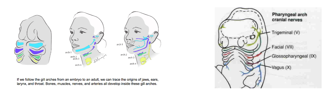<p>Each arch has a cartilaginous and muscular component, an artery, and a cranial nerve. The arches contribute to a variety of glands, lymphatic tissues, bones, nerves, throat muscles, and heads of tetrapods. </p>