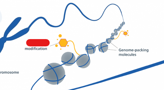 <p>The study of changes in organisms caused by modification of gene expression rather than alteration of the genetic code. Usually refers to how your behaviour and environment can affect the way your genes are expressed.</p>