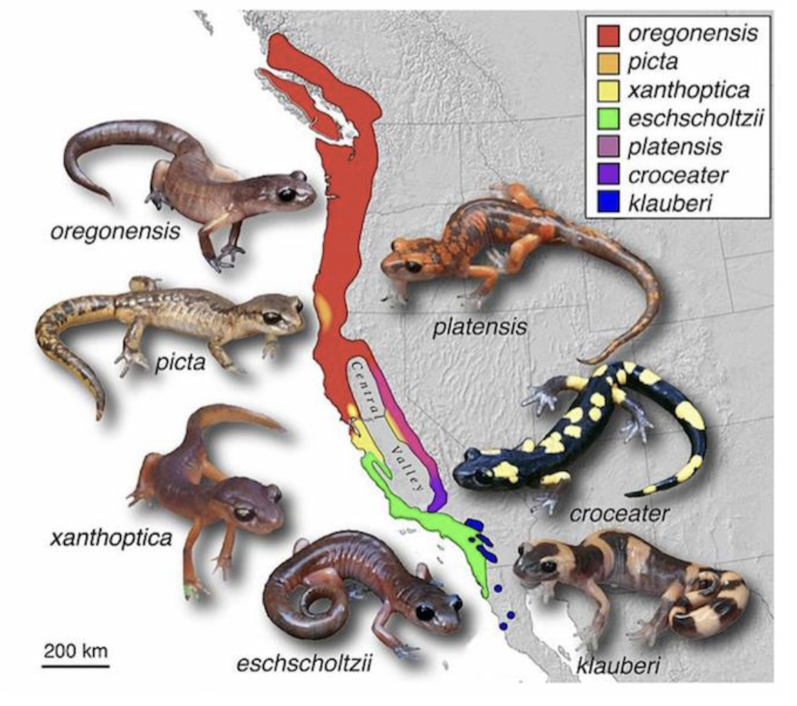 <p>Ring Species</p>