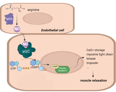 <ol><li><p>NOS (nitric oxide synthase) produces NO from arginine</p></li><li><p>NO binds to sGC (soluble guanylate cyclase)</p></li><li><p>sGC (soluble guanylate cyclase) converts GTP to cGMP</p></li><li><p>cGMP activates PKG (protein kinase G)</p></li><li><p>PKG causes smooth muscle relaxation by decreasing intracellular Ca²⁺ &amp; activating myosin light chain phosphatase (MLCP)</p></li></ol><p></p>
