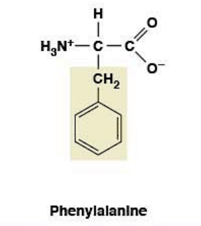 <ul><li><p><strong>Nonpolar, hydrophobic</strong></p></li><li><p><strong>R-group:</strong> benzyl (aromatic)</p></li><li><p>UV absorbance contributor</p></li></ul><p></p>