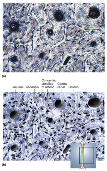 <p>Calcified matrix arranged in concentric lamellae around central canals; osteocytes in lacunae between adjacent lamellae; lacunae interconnected by delicate canaliculi</p>