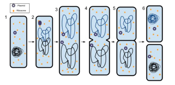 <p>asexually</p><p>cells divide in a process called binary fission</p>