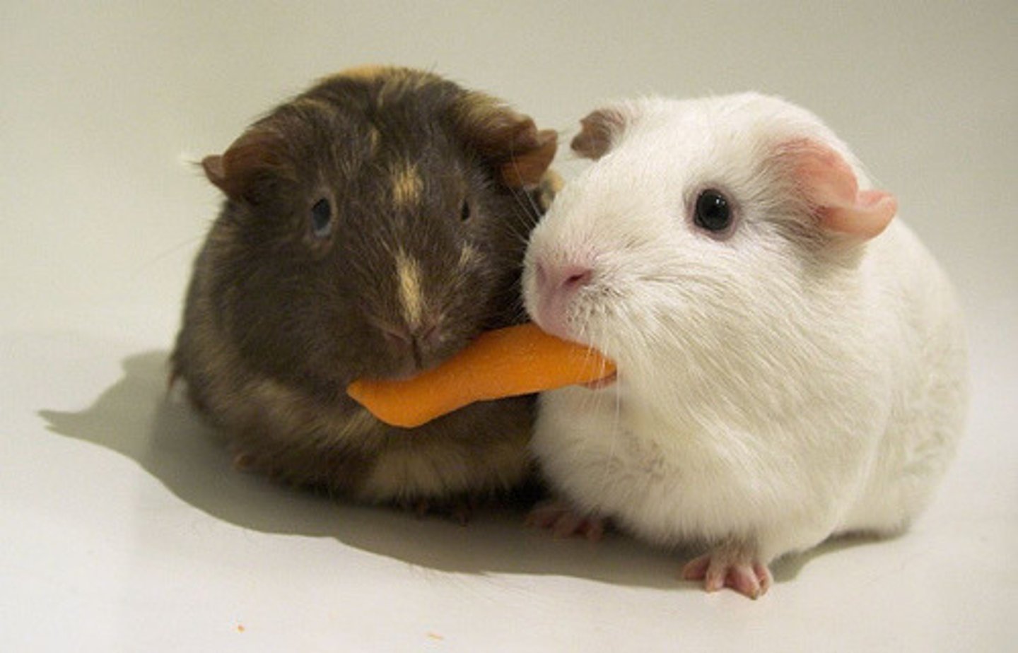 <p>division, sharing</p>