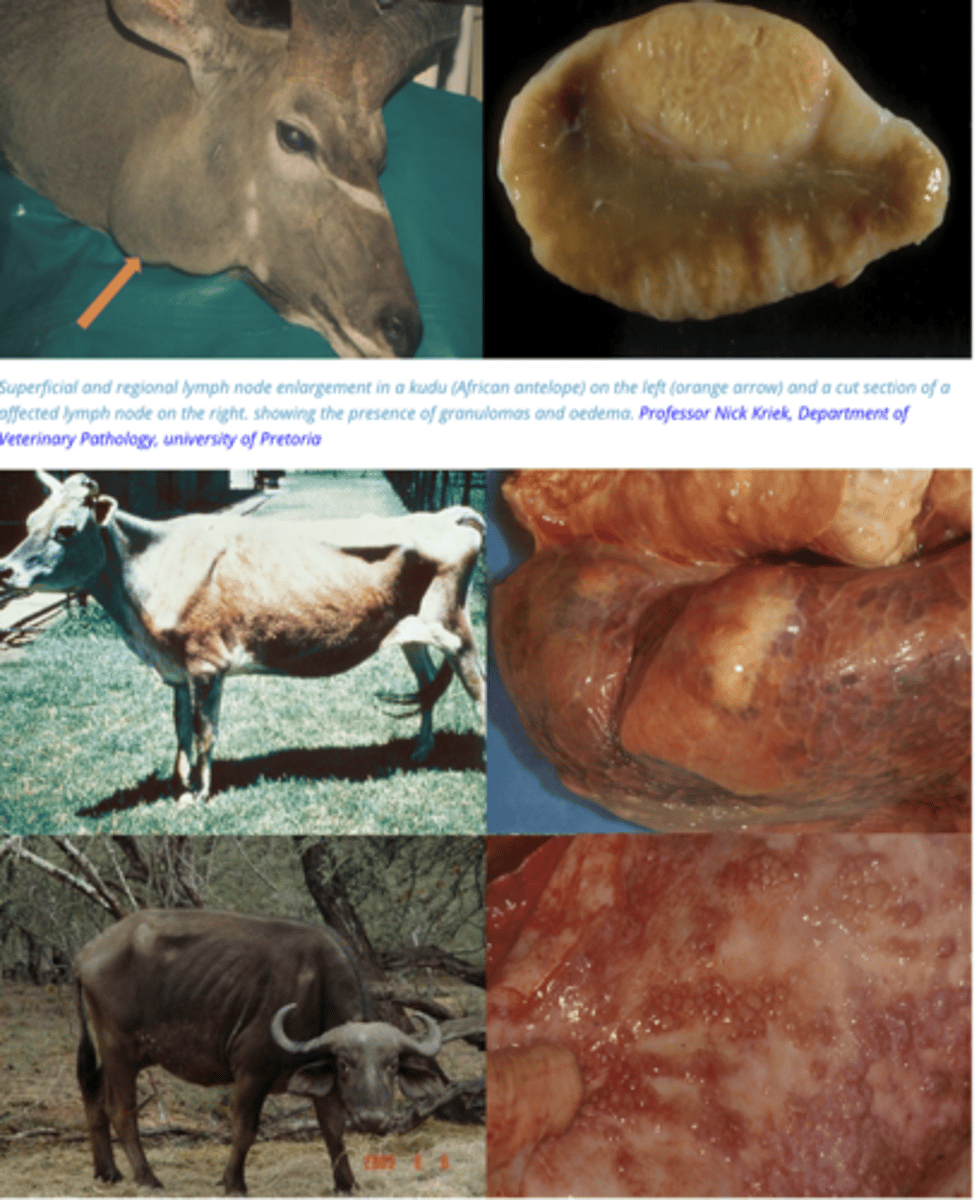 <p>All Animals = Gradual weight loss.</p><p>- Infection of the lungs = persistent cough that is especially noticeable on exercise</p><p>- Lymph nodes will enlarge and the superficial ones such as those on the head and above the mammary gland will become palpable</p><p>- In bovids the lungs and associated lymph nodes that are affected and any organ can develop granulomas</p>