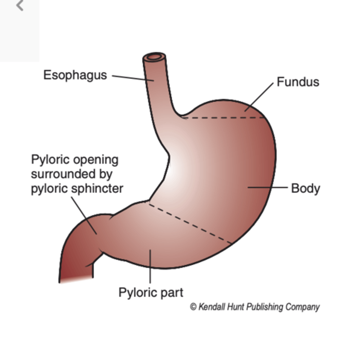 <p>comprises the main mass of the stomach</p>