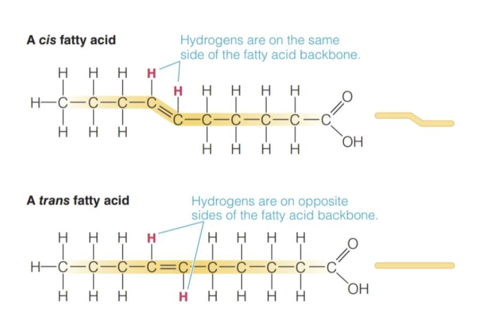 <p>Cis Unsaturated FA</p><ul><li><p>H atoms are positioned on the same side of the double bond</p></li><li><p>Bending of FA, liquid at RT</p></li><li><p>Contain Omega 3 &amp; Omega 6 FA</p></li></ul><p></p><p>Trans Unsaturated FA</p><ul><li><p>H atoms are positioned on opposite sites of double bond</p></li><li><p>No bending of FA, Solid at RT</p></li><li><p>Associated with Increased CDV</p></li></ul><p></p>