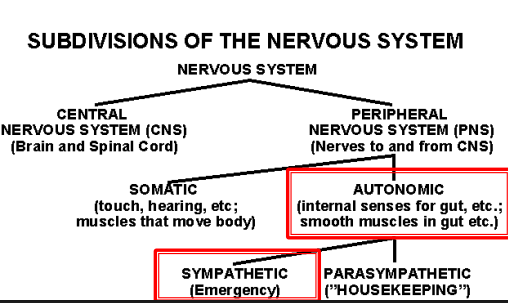 <p>Sympathetic nervous system and parasympathetic</p>