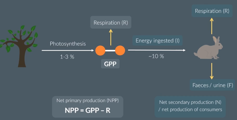 <p>10</p><p>consumers</p><p>in/digested</p><p>faeces</p><p>respiration</p><p>secindary </p><p>producers</p><p>energy</p><p>faeces</p><p>respiration</p>