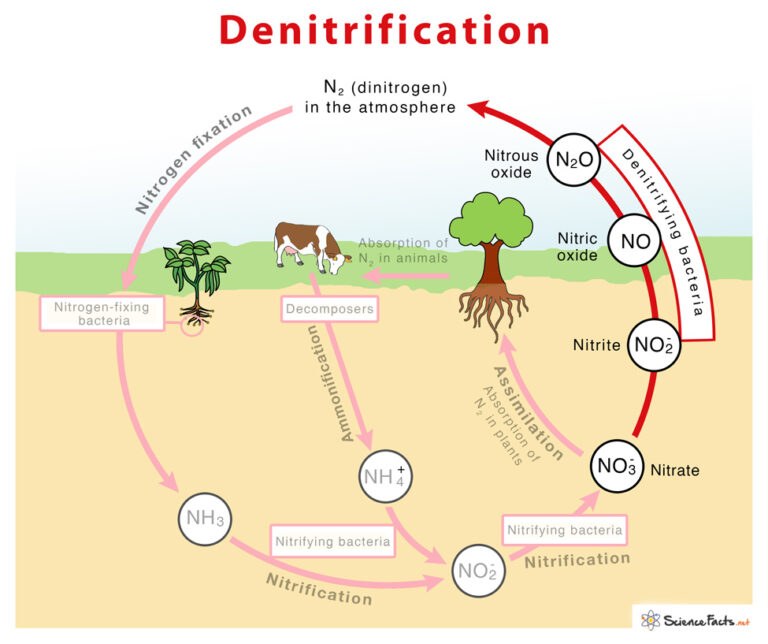 <p><span>naturally occurring process where bacteria convert nitrate in soil into nitrogen gases</span></p>