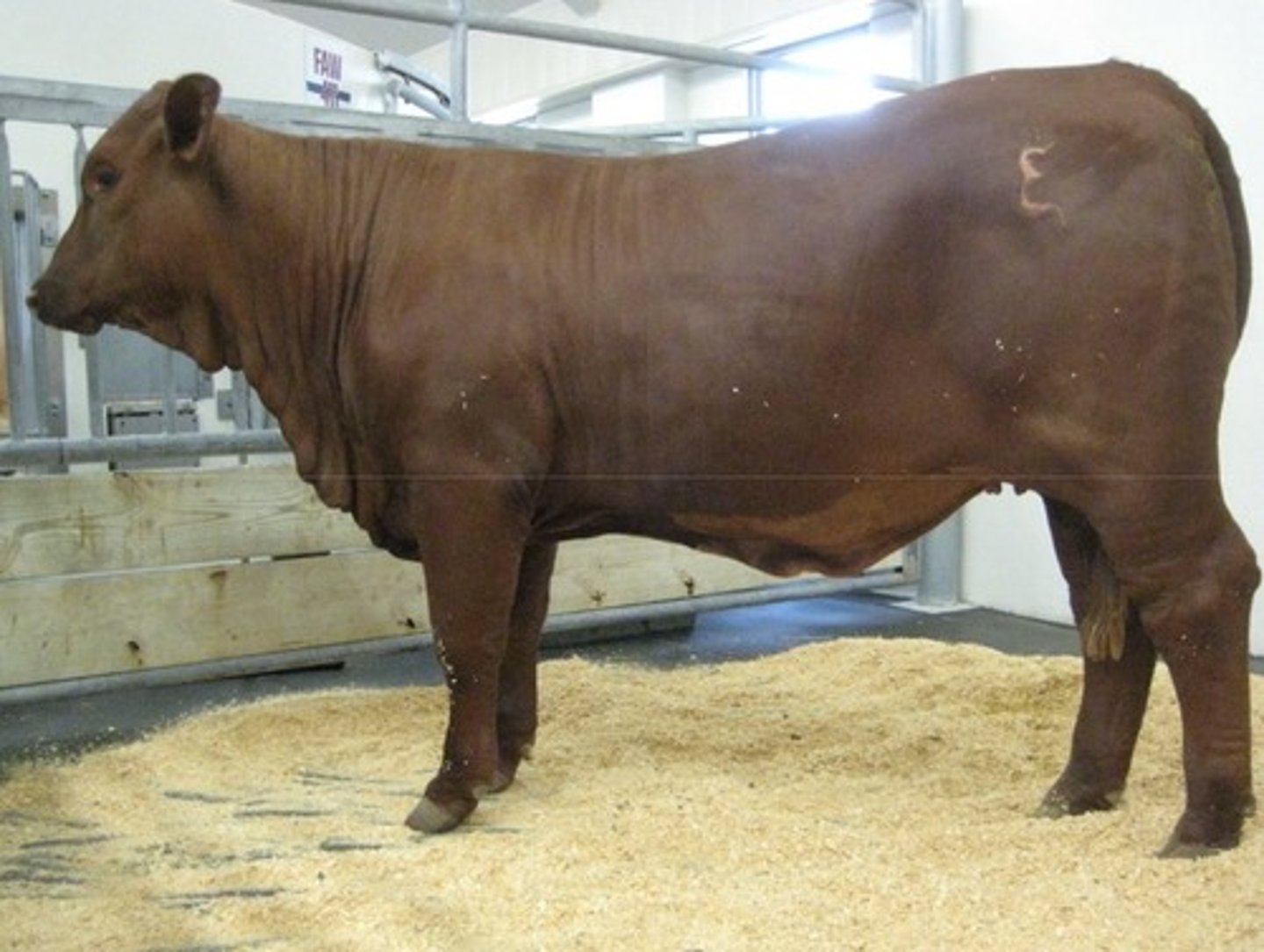 <p>Hereford x brahmans cross, have Bos indicus characteristics such as excess folds in neck</p>