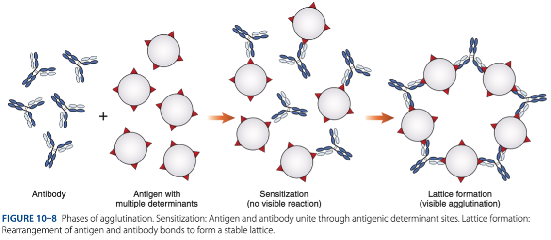 <p>• Sensitization (initial binding)</p><p>• Lattice Formation (formation of large aggregates) </p>