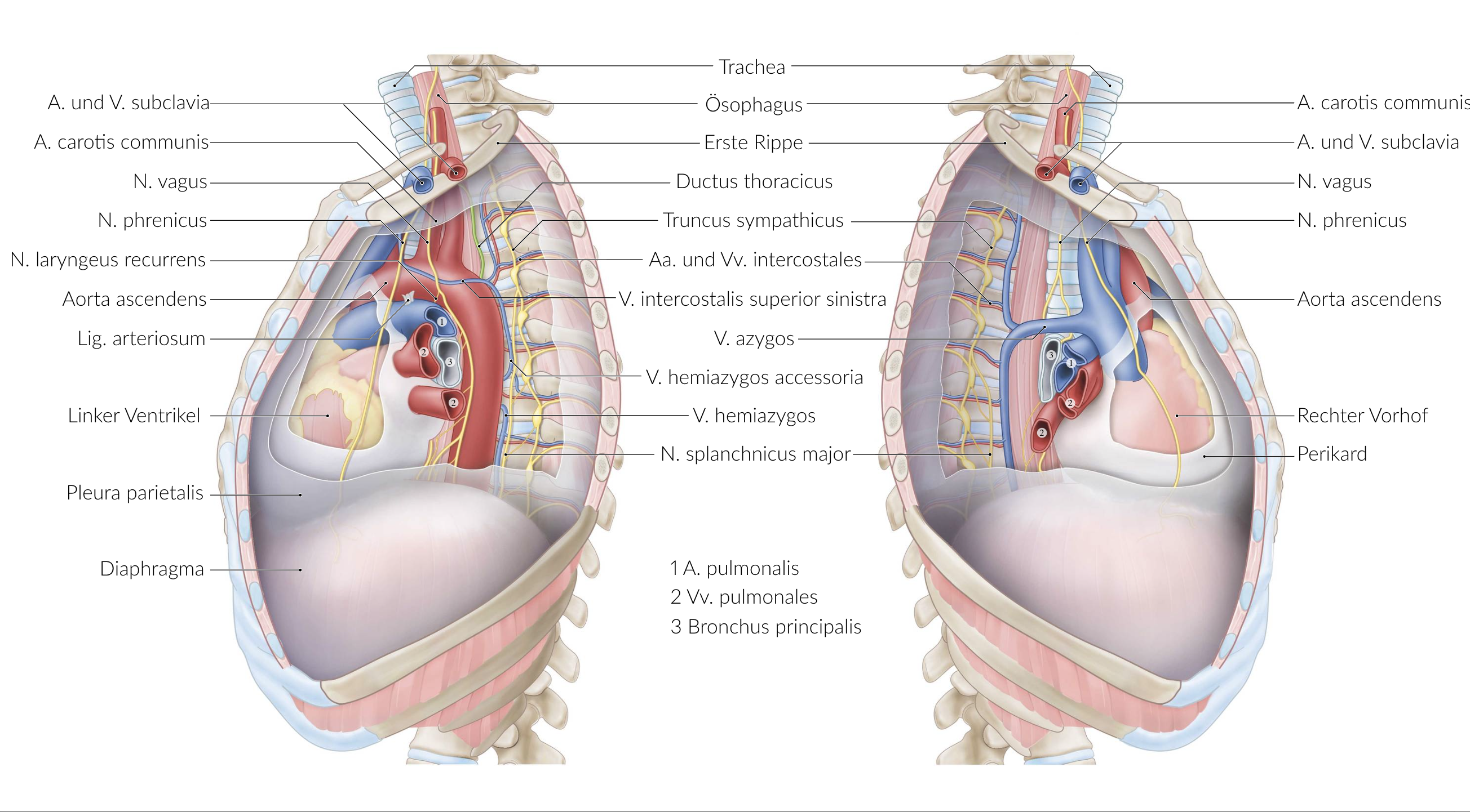 <p>E. It passes through the superior and inferior mediastinum.</p>
