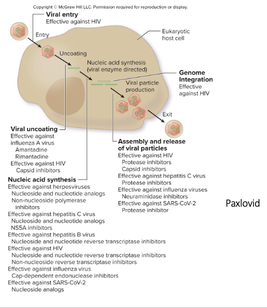 <ul><li><p>Some block entry of the virus</p></li><li><p>Some inhibit the uncoating of the virus once inside the cell</p><ul><li><p>Only works against flu a, not b</p></li></ul></li><li><p>Some target nucleic acid synthesis of virus</p><ul><li><p>Stops it from making copies of itself</p></li></ul></li><li><p>Some target genome integration</p><ul><li><p>Retroviruses – have RNA that they convert into DNA, which is inserted into host genome using an enzyme called integrase</p></li><li><p>Integrase inhibitors are effective against this</p></li></ul></li><li><p>Some target assembly and release of virus</p><ul><li><p>Ex) <u>Paxlovid</u> interferes with assembly and release of virus for COVID</p></li></ul></li></ul><p></p>