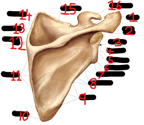 <p><span style="font-family: Arial, sans-serif">Name the bone marking found at 11 </span></p>