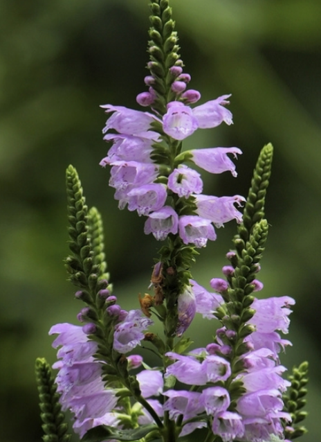 <p>Obedient Plant</p><p>Sun</p><p>Cottage garden, meadow,</p>
