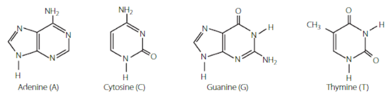 <p>Organic bases usually involve nitrogen. The most common organic bases are the nitrogenous bases found in DNA, adenine, cytosine, guanine and thymine.</p>