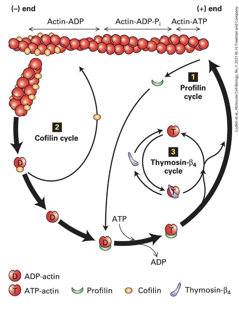 <p>Recylcing Actin</p>