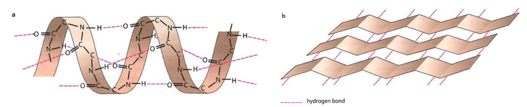 <p>What is the secondary structure of protein?</p>
