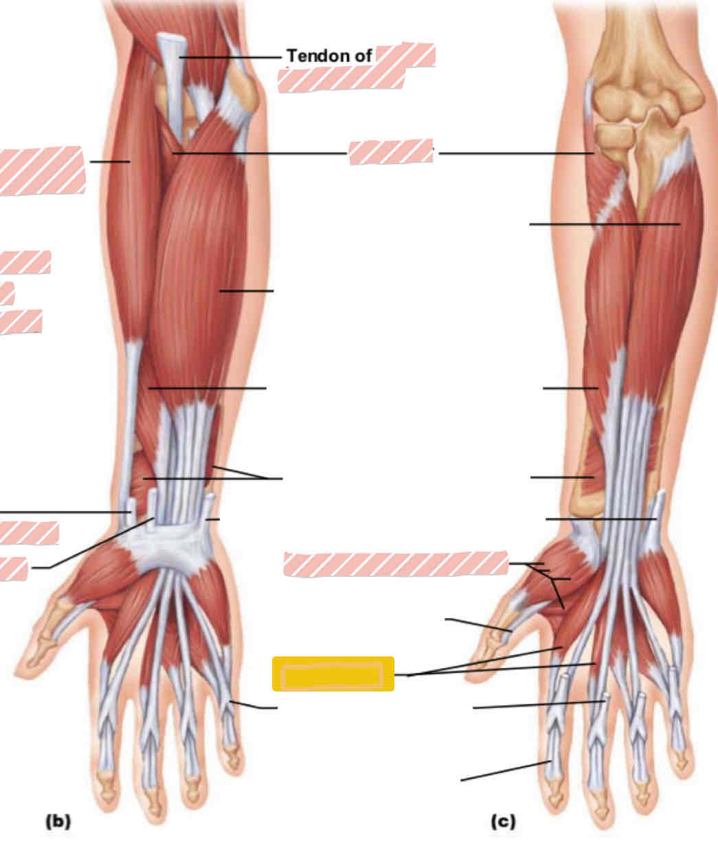 <p>Anterior arm</p>