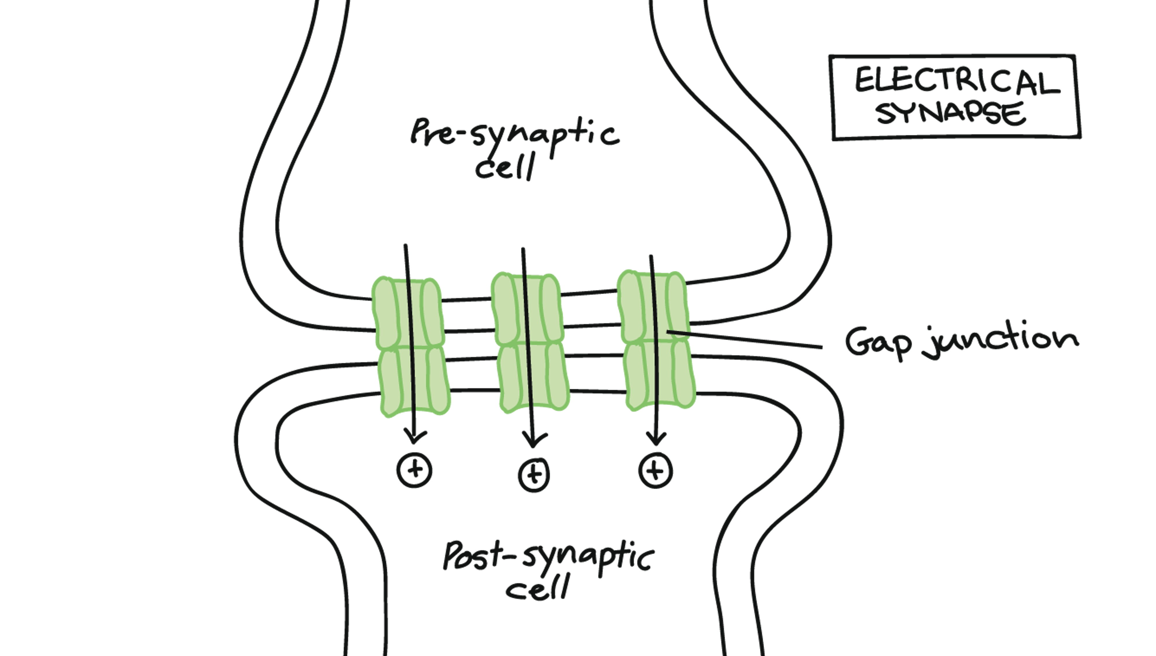 <p>Electrical Synapses</p>