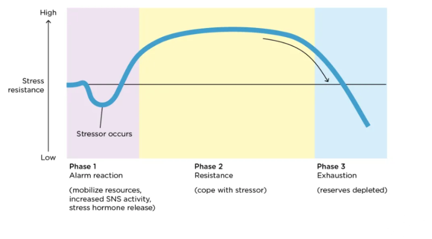 <p>Selye’s concept of the body’s adaptive response to stress in three phases— alarm, resistance, exhaustion.</p><p><strong>3 Phases:</strong></p><ol><li><p>Alarm reaction → mobilize resources</p></li><li><p>Resistance → cope with stressor</p></li><li><p>Exhaustion → reserved depleted</p></li></ol><p>Mnemonic Device:</p><p><strong>A</strong>ll <strong>R</strong>abbits <strong>E</strong>at</p>