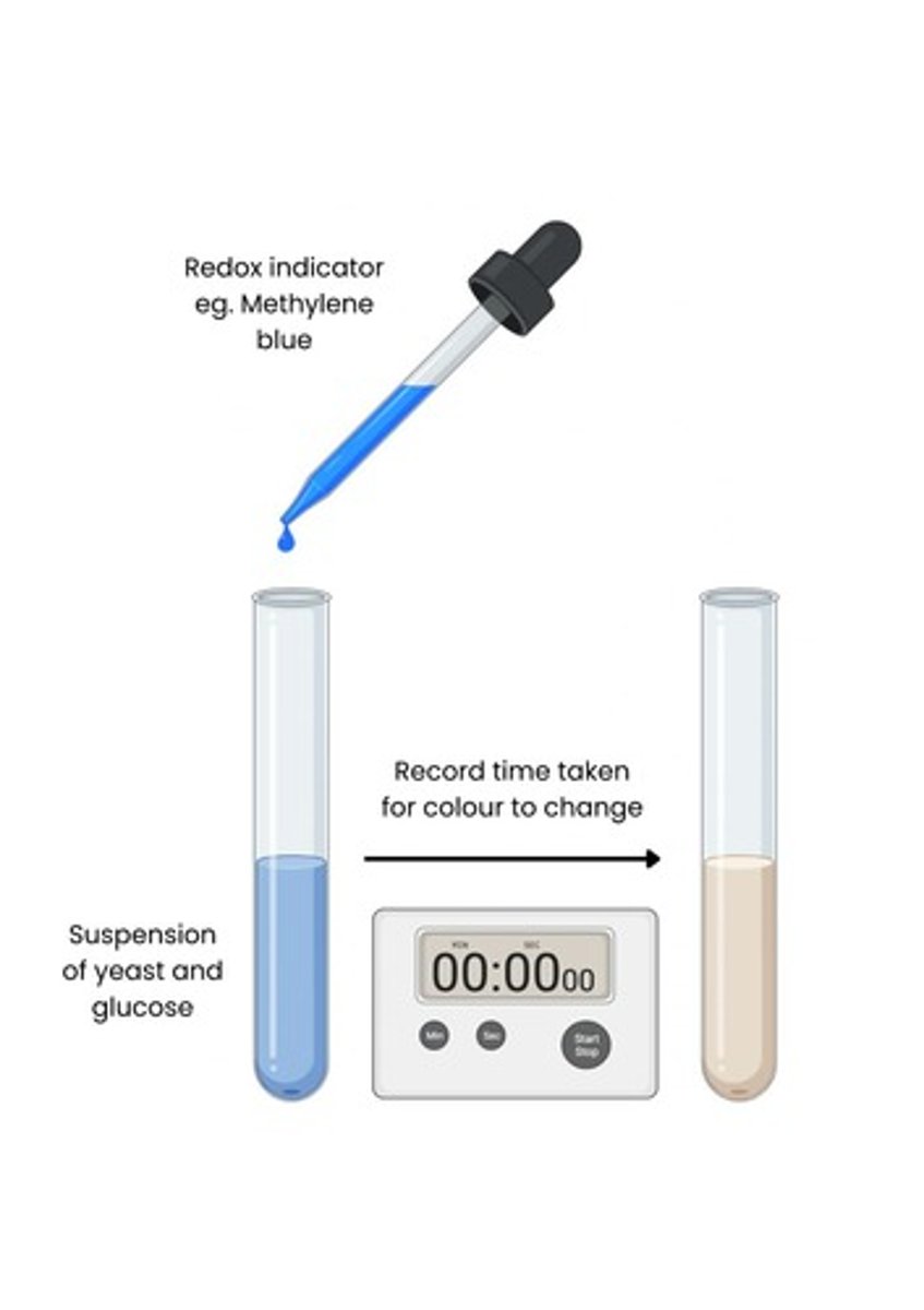 <p>Add methylene blue to boiled/inactive/dead yeast to show change is due to respiration in organisms</p>