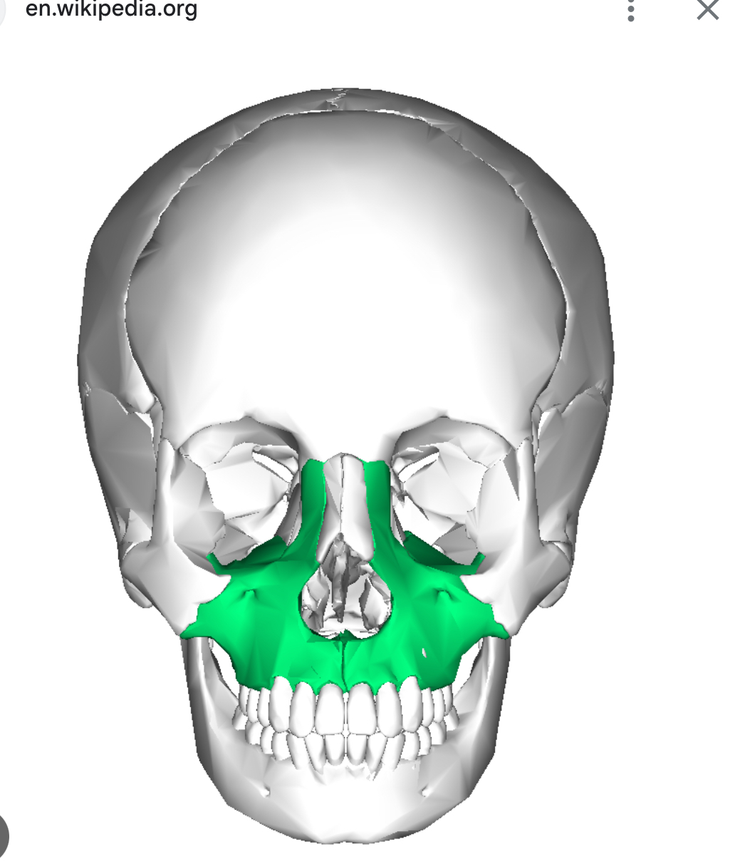 <p>Maxillae (left and right)</p>
