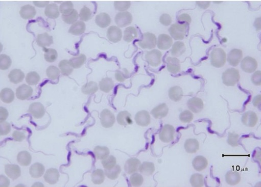 <p>Identify: Protozoa</p>