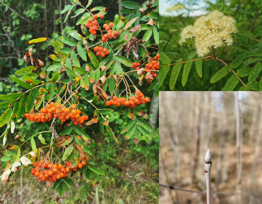 <p>Blomman är en signal till pollinerande insekter. Den röda färgen på frukten är en signal till djur som äter dem och därmed sprider fröna. Kan användas till gelé.</p>
