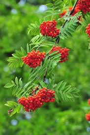 <p>Eberesche</p><p></p>