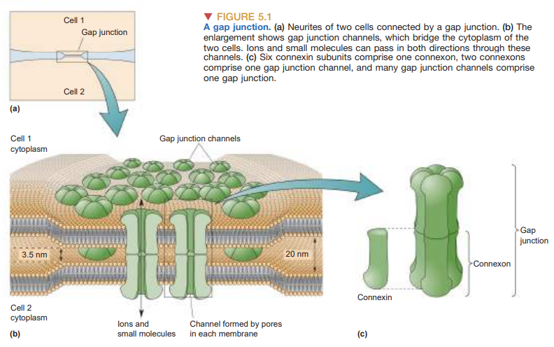 <ul><li><p>The membranes of two cells are ~3nm apart</p></li><li><p><strong>ConnexINs </strong>(clusters of specialized proteins span the gap)</p></li><li><p>Six <strong>connexIN </strong>subunits combine to form a channel called a connexON</p></li><li><p>Two <strong>connexONs</strong> (one from each cell) meet and combine to form a <strong>gap junction channel</strong></p></li></ul>