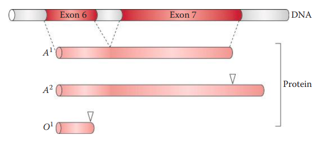 Structure of ABO gene and variants. Exons 6 and 7 are shown. T