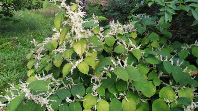 <p>Reynoutria japonica - Polygonaceae</p>
