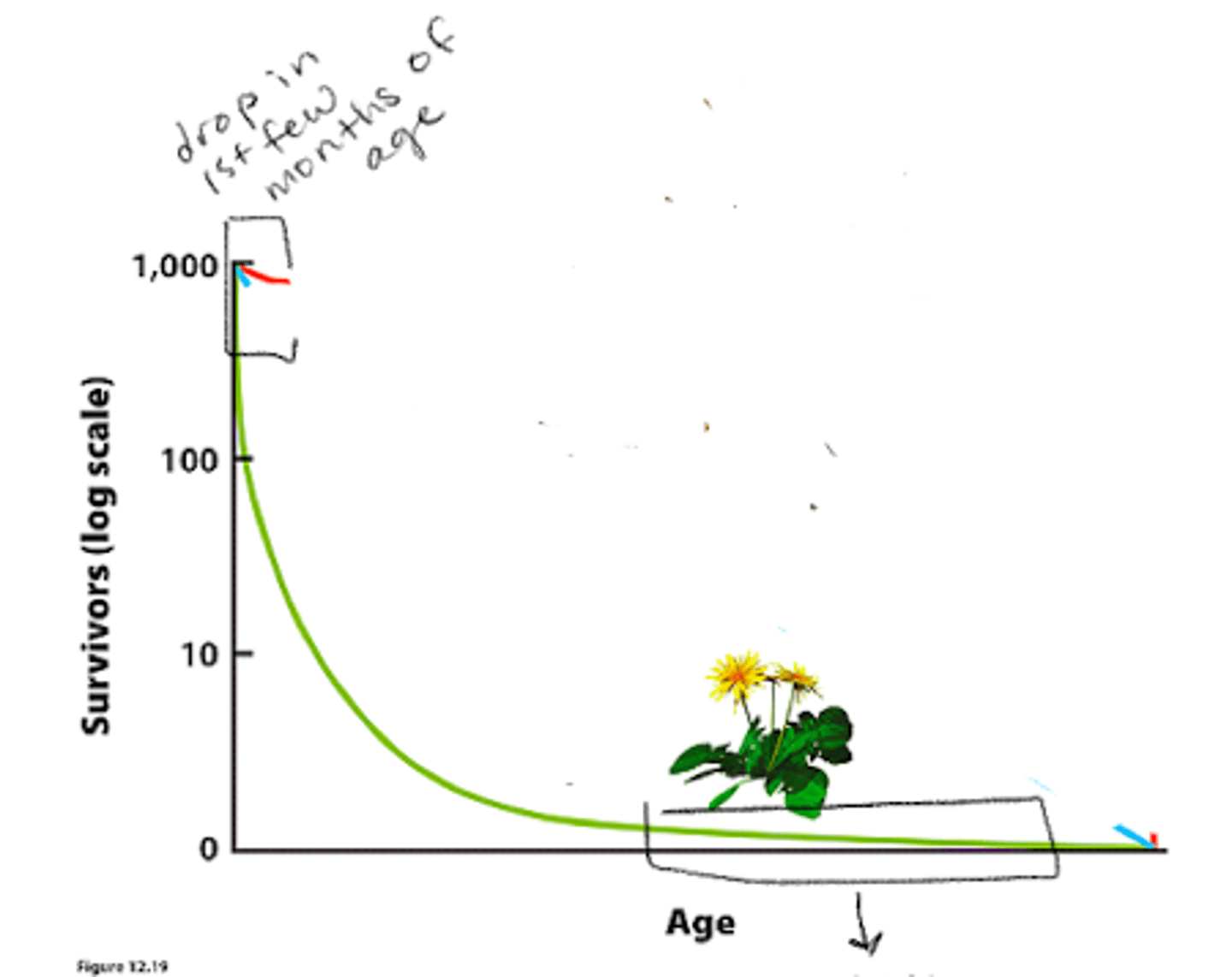 <p>survivorship curve</p>