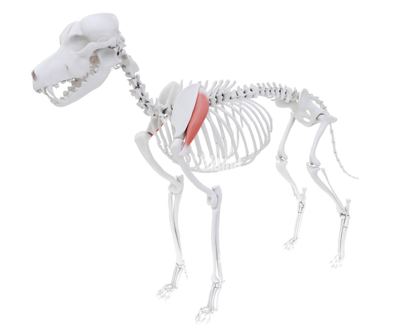 <p>Infraspinatus Muscle</p>
