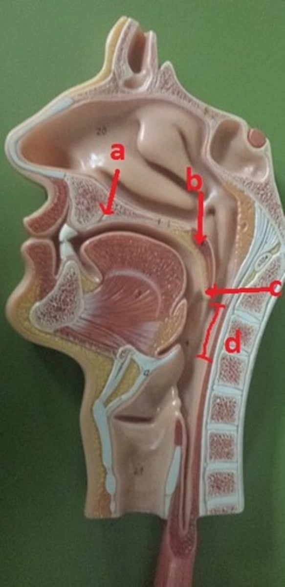 <p>c</p>