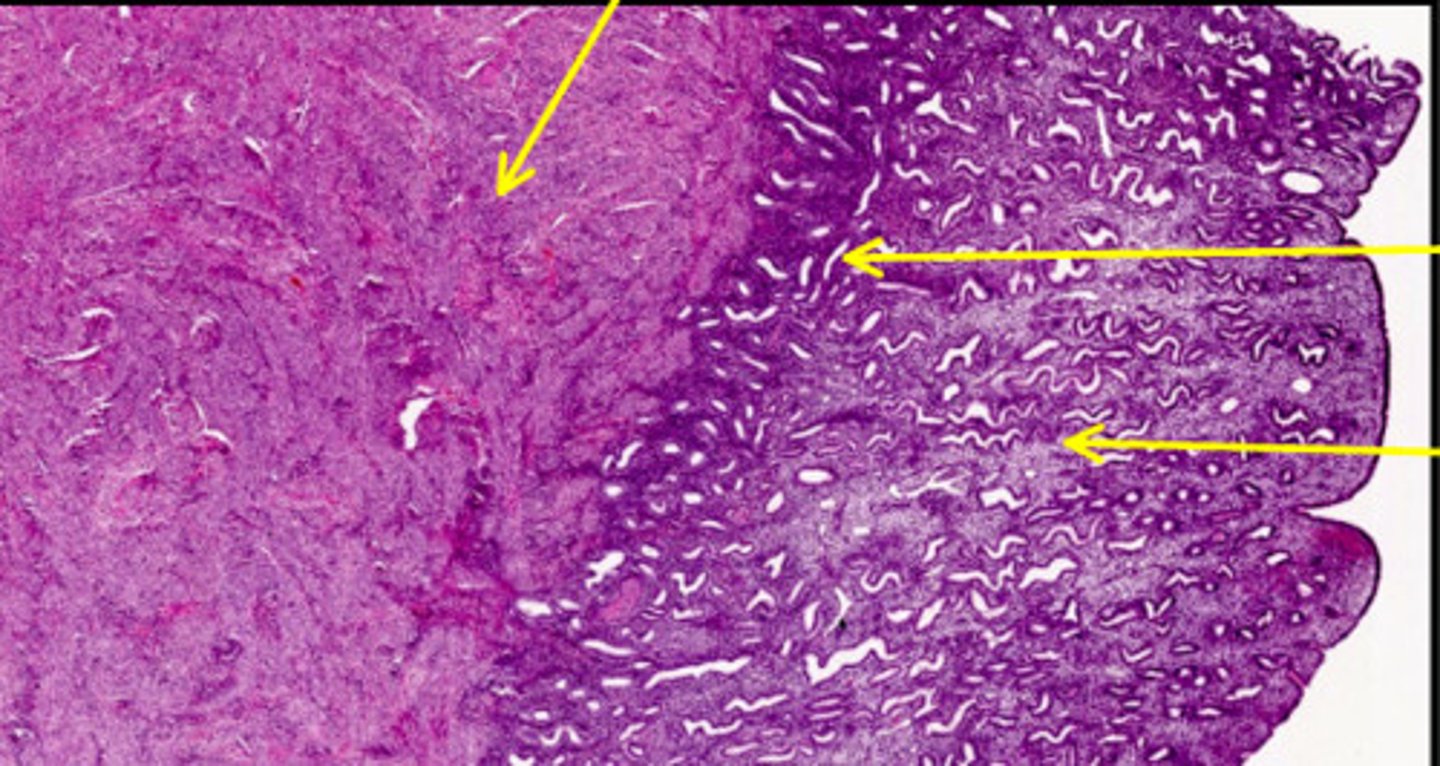 <p>Muscular layer - second arrow</p>
