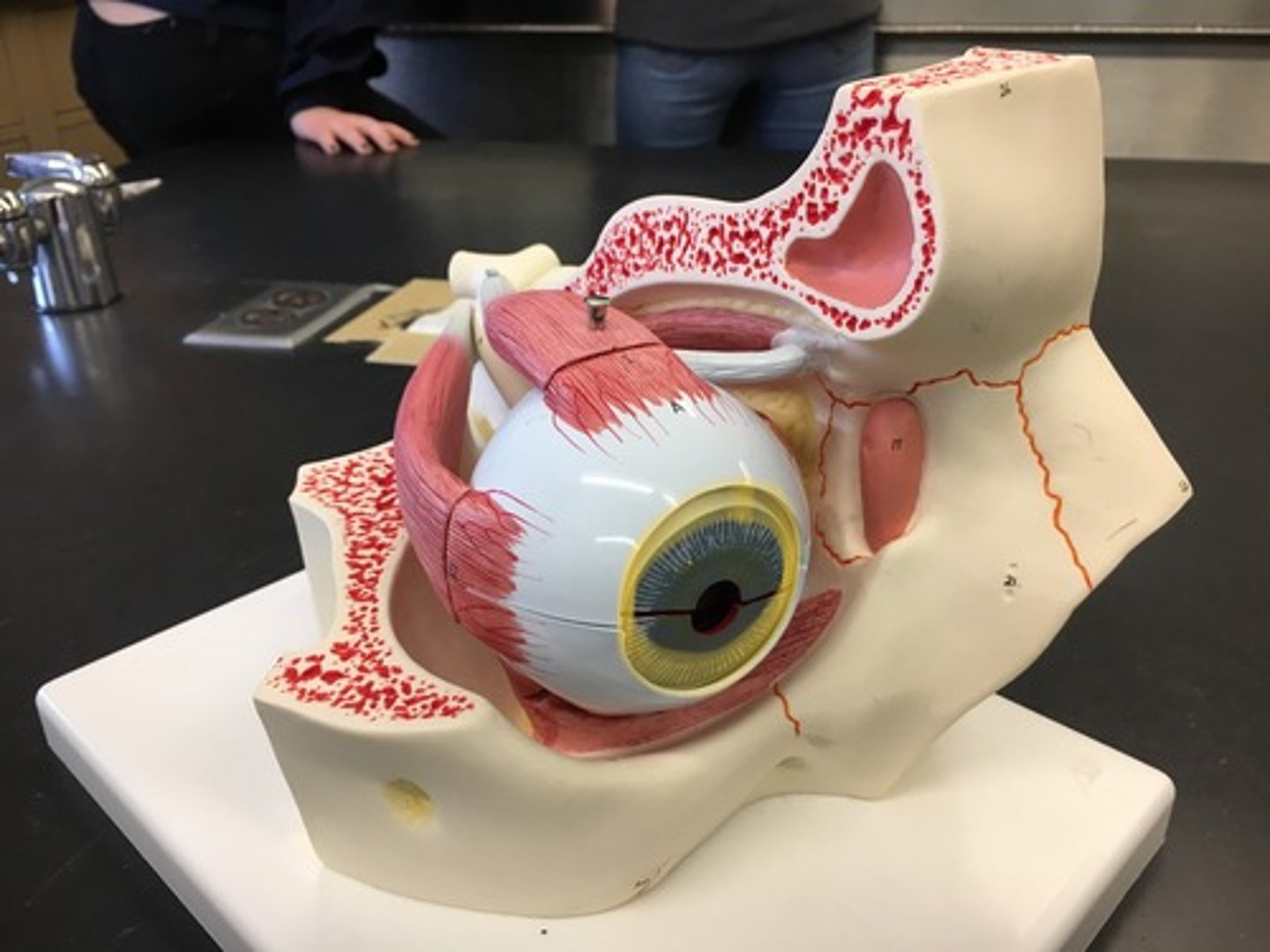 <p>The colored part of the eye; separates posterior and anterior chamber</p>