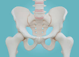<p>Pelvis helps identify a person’s sex</p>