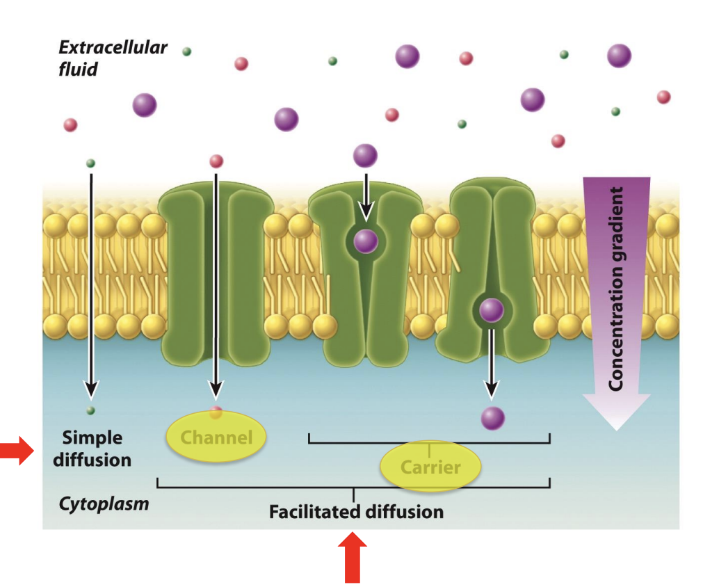 <ul><li><p>both passive diffusion</p></li><li><p><span style="background-color: inherit; line-height: 19.55px; color: windowtext;"><span>Simple: Small molecules can move across lipid bilayers through simple diffusion&nbsp;</span></span><span style="line-height: 19.55px; color: windowtext;"><span>&nbsp;</span></span></p><ul><li><p><span><span>diffuse directly through the cell membrane</span></span></p></li><li><p><span><span>usually hydrophobic molecules (lipid bilayer also hydrophobic)</span></span></p></li></ul></li><li><p><span style="background-color: inherit; line-height: 19.55px; color: windowtext;"><span>Larger: need help of facilitated diffusion through membrane protein (channel or carrier)</span></span><span style="line-height: 19.55px; color: windowtext;"><span>&nbsp;</span></span></p><ul><li><p class="Paragraph SCXO240248346 BCX0" style="text-align: left;"><span style="background-color: inherit; line-height: 19.55px; color: windowtext;"><span>Depends on how they are moved</span></span><span style="line-height: 19.55px; color: windowtext;"><span>&nbsp;</span></span></p></li></ul></li><li><p class="Paragraph SCXO240248346 BCX0" style="text-align: left;"><span><span>molecules move directly through the lipid bilayer, while in facilitated diffusion, molecules move through a membrane transporter.</span></span></p></li></ul><p></p>